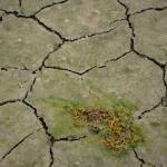 Cracked, segmented mud create geometric shapes in the ground. (Photo by Gabe Donohoe)