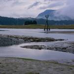 Eagle perches on light 19 in the Mendenhall Wetlands. (Photo by Gabe Donohoe)