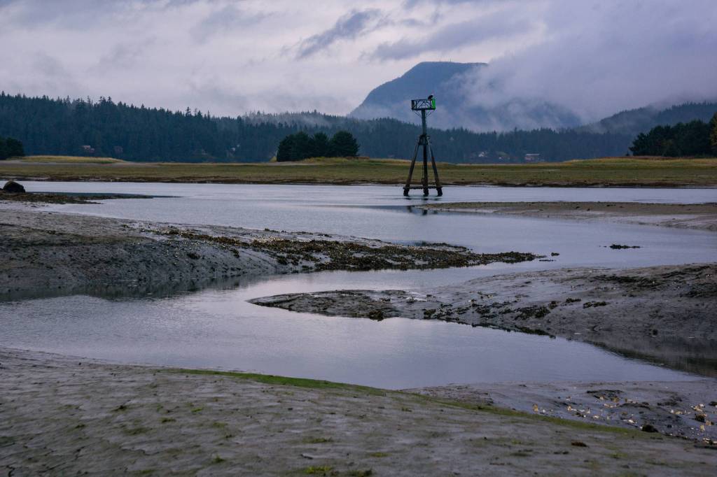 Eagle perches on light 19 in the Mendenhall Wetlands. (Photo by Gabe Donohoe)