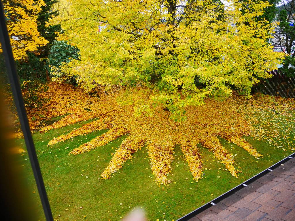 Leaf art. (Courtsey Photo | Jay Crondahl)