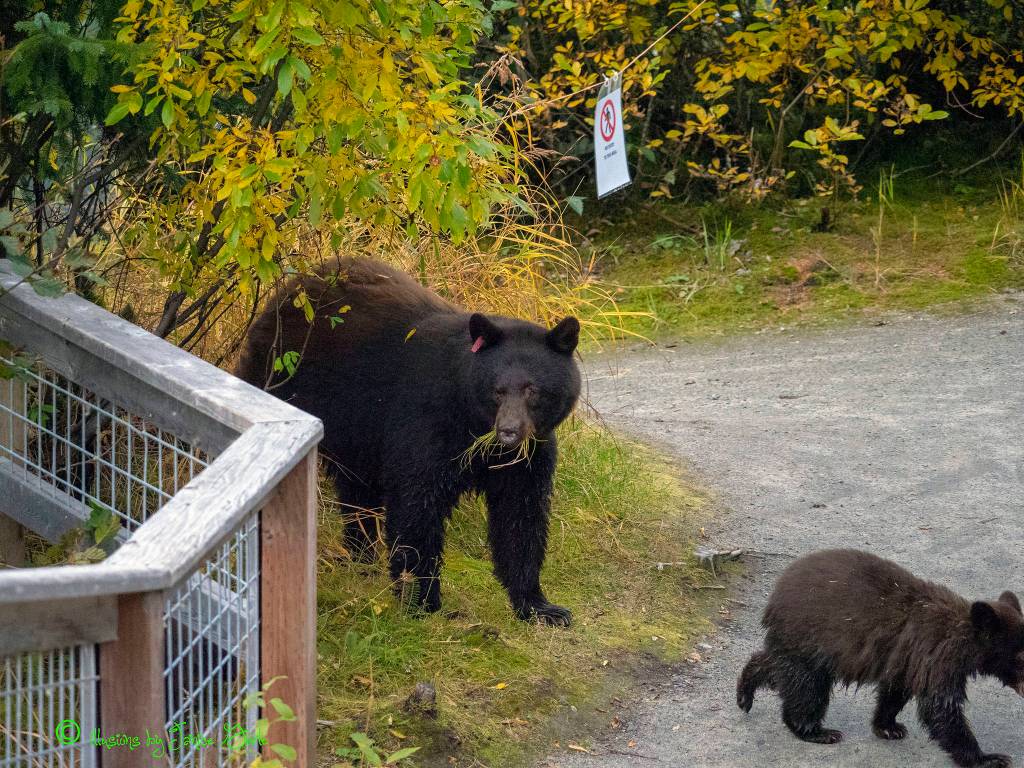 Cant find fish … Ill eat some grass: Black bears near the Mendenhall Glacier on Sept. 28, 2018. (Courtesy Photo | Janice Gorle)