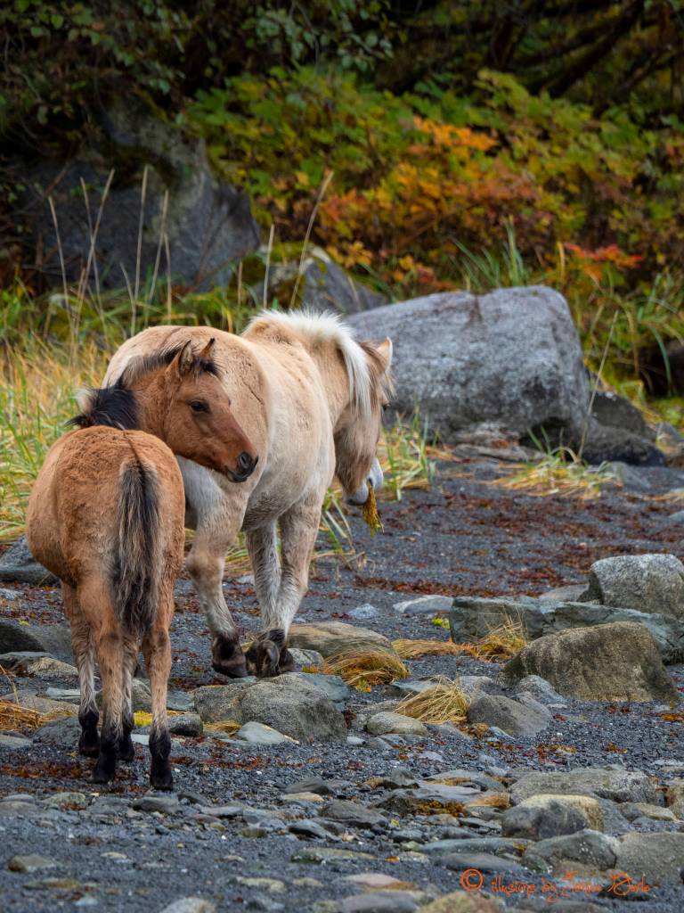 Mare and colt out at Echo Cove feast on sea weed. (Courtsey Photo | Janice Gorle)