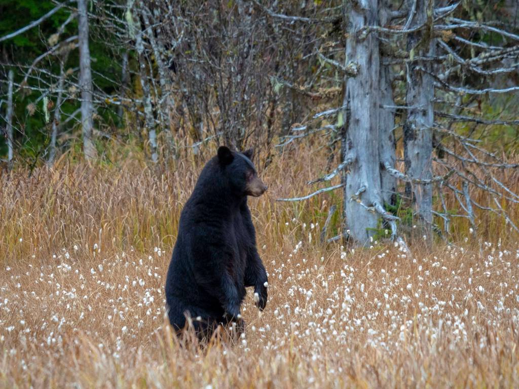 Black bear looking for her cubs in the Alaska cotton. (Courtsey Photo | Janice Gorle)