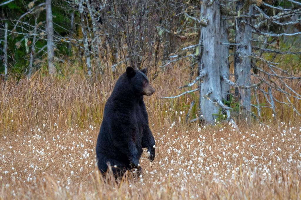 Wild Shots: Photos of Mother Nature in Alaska
