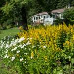 Flowers bloom at the Jensen-Olson Arboretum in July 2018. (Michael Penn | Juneau Empire)