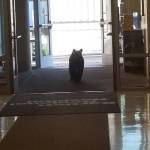Bear breaks into Bartlett