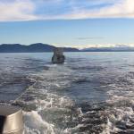 Towing the foam blocks was much easier than towing the log. (Tara Neilson | For the Capital City Weekly)