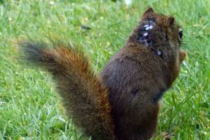 This October, think about blood-sucking ticks