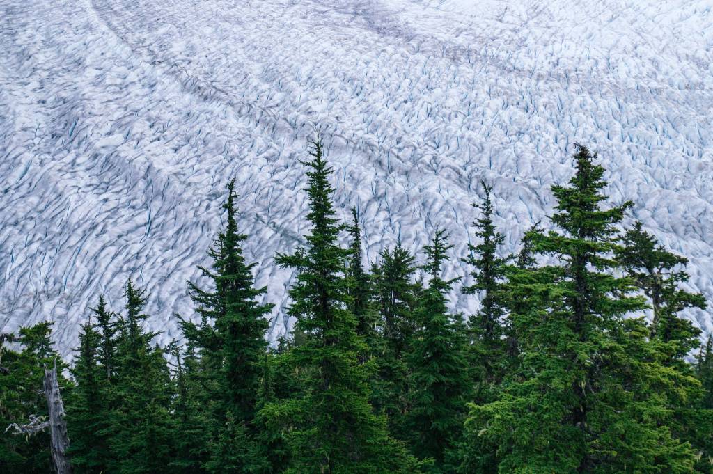 Nothing but Mendenhall ice behind the Mt. McGinnis treeline. (Gabe Donohoe | For Juneau Empire)