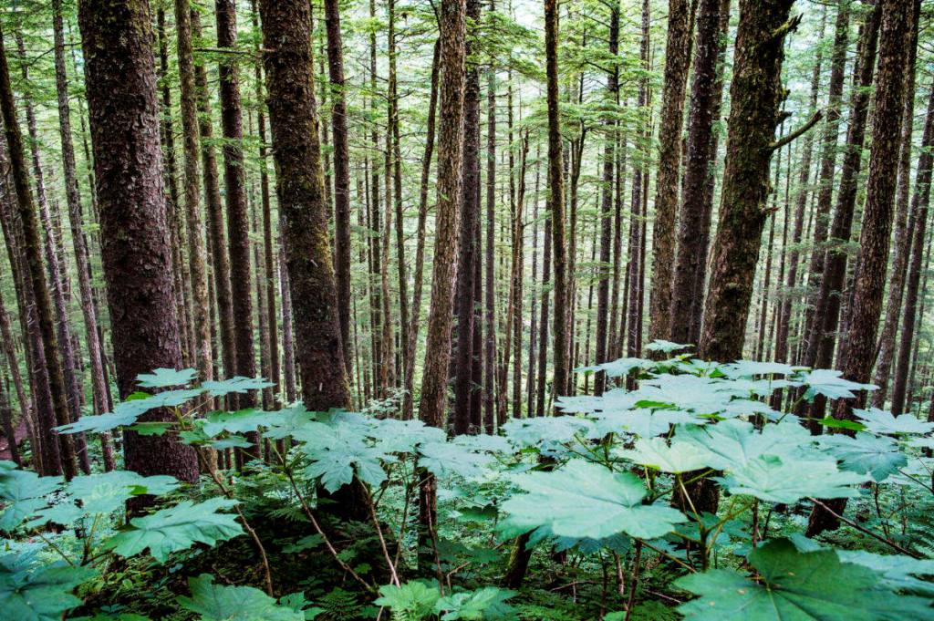 The Tongass National Forest is the largest national forest in the United States at 17 million acres. (Michael Penn | Juneau Empire)