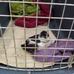 A fledgling murrelet rests in a kennel at Juneau Raptor Center. (Courtesy Photo | Pat Bock)
