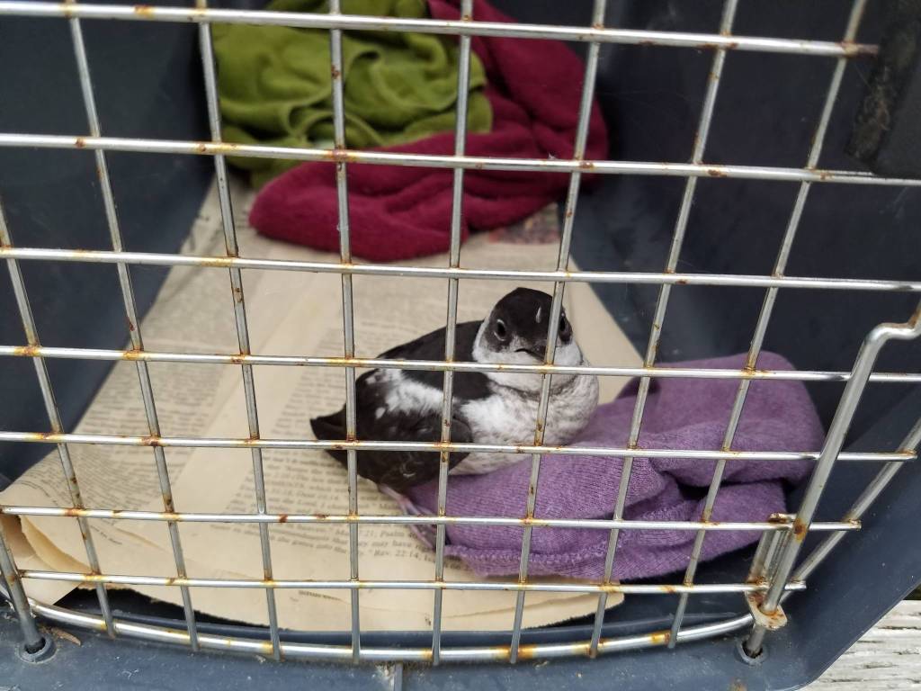 A fledgling murrelet rests in a kennel at Juneau Raptor Center. (Courtesy Photo | Pat Bock)