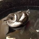 A fledgling murrelet tests its water skills before being re-released into the wild. (Courtesy Photo | Pat Bock)