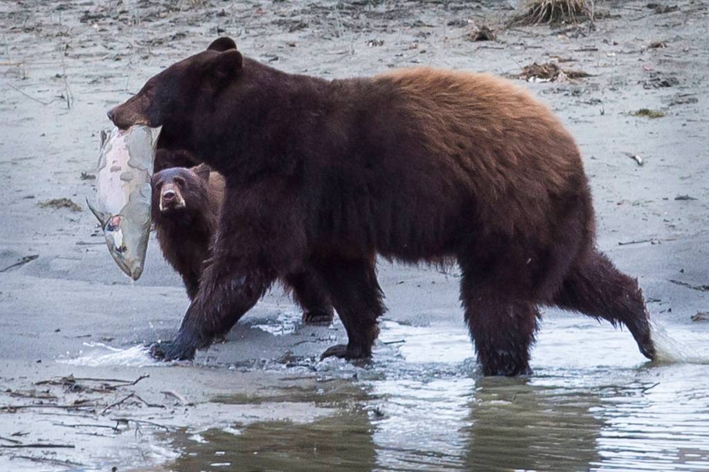 A black bear sow, known as Nikki, hauls a spawned-out salmon out of Mendenahall Lake for her two cubs on Wednesday, Oct. 10, 2018. See a video of the cubs fighting over the fish at JuneauEmpire.com. (Michael Penn | Juneau Empire)