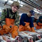 Chum salmon are processed at Taku Smokeries in June 2011. New figures show a continued decline in the number of jobs available in Alaska. (Michael Penn | Juneau Empire File)