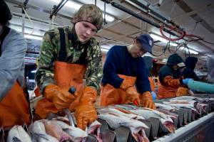 Chum salmon are processed at Taku Smokeries in June 2011. New figures show a continued decline in the number of jobs available in Alaska. (Michael Penn | Juneau Empire File)