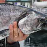 A king salmon during the 67th annual Golden North Salmon Derby at the Don D. Statter Memorial Boat Harbor in August 2013. (Michael Penn | Juneau Empire)