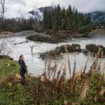 Sonia Nagorski, assistant professor of Geology Arts and Sciences at the University of Alaska Southeast, investigates the broken oxbow along the Mendenhall River on Wednesday, Oct. 17, 2018. The river cut through the meander bend just north of the Brotherhood Bridge this summer. (Michael Penn | Juneau Empire)