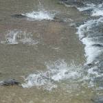 Chum salmon attempt to swim up Gold Creek as thousands more wait their turn on Monday, August 8, 2017. (Michael Penn | Juneau Empire File)