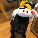 Moe, is a dog currently available for adoption from Southeast Alaska Organization for Animals. SOFA will hold its fifth annual silent auction Saturday, Nov. 3. (Courtesy Photo | SOFA)