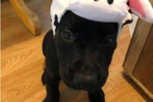 News briefs: SOFA silent auction and SHI language summit are upcoming, potato harvest was rescheduled and Color Wheel Arts closes