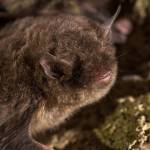 A bat hibernates in a cave. (Courtesy Photo | U.S. Fish and Wildlife Service)