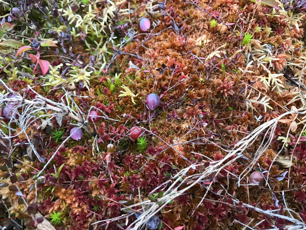 Cranberries growing in the muskeg. (Courtesy Photo | Vivian Faith Prescott)
