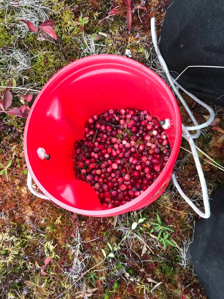 A mix of bog and mountain cranberries. (Courtesy Photo | Vivian Faith Prescott)