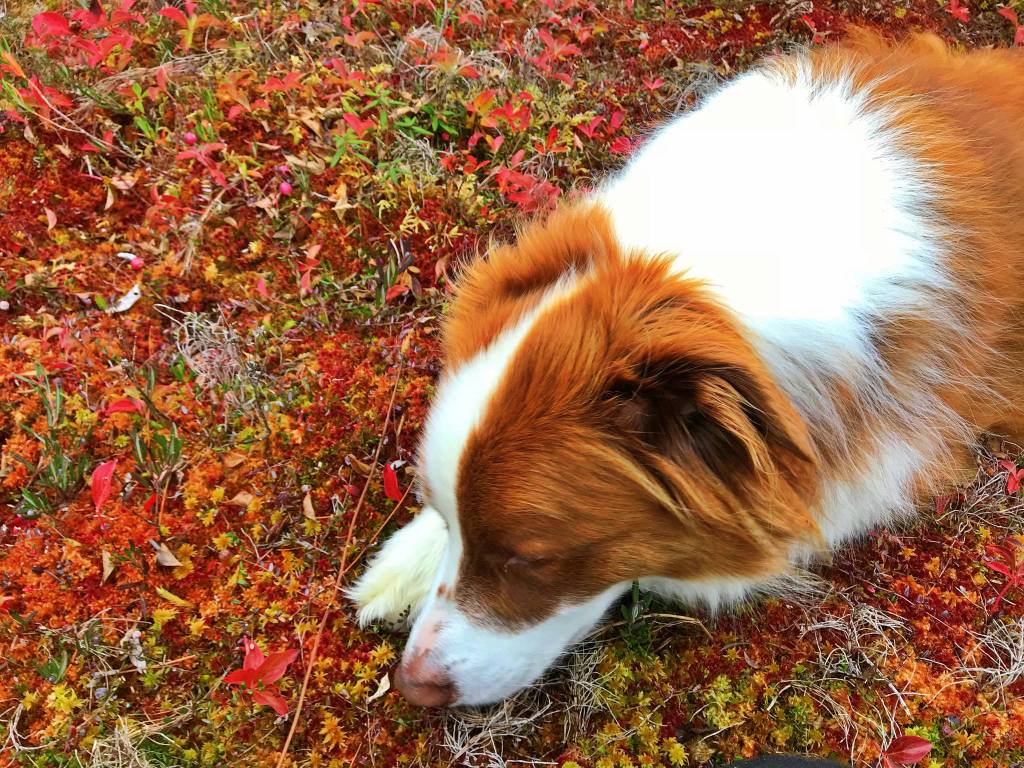 Oscar sniffs the muskeg. (Courtesy Photo | Vivian Faith Prescott)