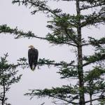 Eagle next to Douglas highway. 1 minute from road. (Gabe Donohoe | For the Juneau Empire)