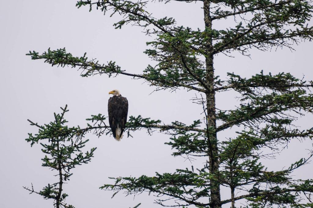 Eagle next to Douglas highway. 1 minute from road. (Gabe Donohoe | For the Juneau Empire)