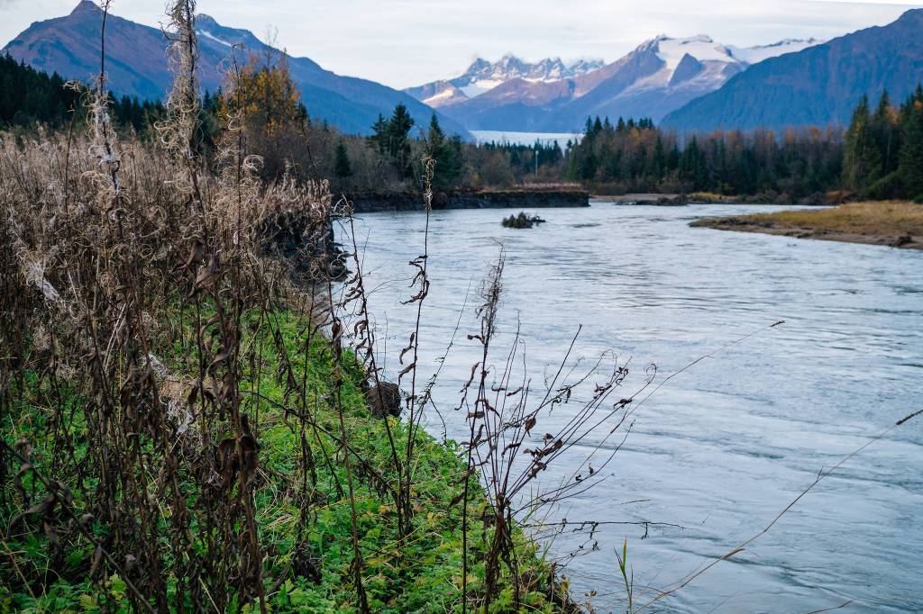 Dead Fireweed and Mendenhall River on Brotherhood Bridge Trail. 5 minutes from road. (Gabe Donohoe | For the Juneau Empire)