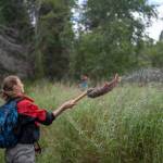 Kyla Bivens, an undergraduate student in the University of Washington School of Aquatic and Fishery Sciences, uses a hooked pole to throw a dead sockeye salmon onto the bank of Hansen Creek in southwest Alaska in August 2018. (Courtesy Photo | Dan DiNicola via University of Washington)