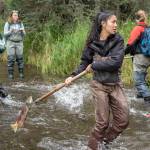 Andrea Odell, an undergraduate student in the University of Washington School of Aquatic and Fishery Sciences, tosses dead sockeye salmon onto the bank of Hansen Creek in southwest Alaska in August 2018 while other researchers record data and look for salmon in the stream. (Courtesy Photo | Dan DiNicola via University of Washington)