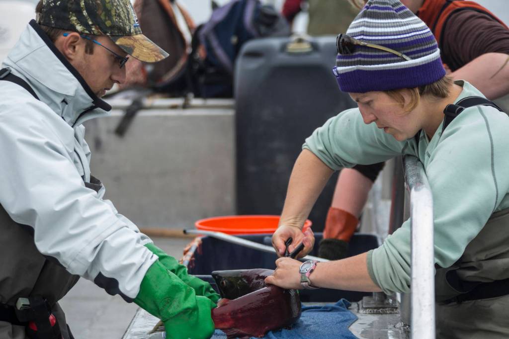 University of Washington researchers Martini Arostegui, left, and Jackie Carter tag sockeye salmon in 2015. (Courtesy Photo | Dennis Wise via University of Washington)