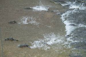 Chum salmon attempt to swim up Gold Creek as thousands more wait their turn on Monday, August 8, 2017. (Michael Penn | Juneau Empire File)