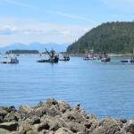 Seine boats wait in line to set their nets at Amalga Harbor in July. (Kevin Gullufsen | Juneau Empire)