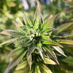 In this April 20, 2018 file photo, a marijuana plant is seen on Hippie Hill in San Francisco. (Josh Edelson | The Associated Press File)