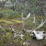 The remains of a caribou not far from the Dalton Highway north of Atigun Pass. (Courtesy Photos | Ned Rozell)