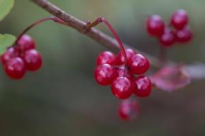 High-bush cranberries on Douglas Island on Thursday, Sept. 20, 2018. (Michael Penn | Juneau Empire)