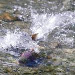 Sockeye salmon splash their way up Steep Creek in 2012. (Michael Penn | Juneau Empire file)