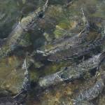 Chum salmon swim beneath the surface of Salmon Creek on Monday afternoon, Aug. 3, 2015. (Michael Penn | Juneau Empire File)