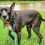 Annual SOFA auction taking place Saturday