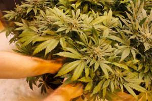 Green Elephant Gardens gardener Scott Jones cares for a marijuana plant on Green Elephants first day of operation in June 2017. (Alex McCarthy | Juneau Empire file)                                Green Elephant Gardens gardener Scott Jones cares for a marijuana plant on Green Elephants first day of operation in June 2017. (Alex McCarthy | Juneau Empire file)