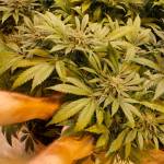 Green Elephant Gardens gardener Scott Jones cares for a marijuana plant on Green Elephants first day of operation in June 2017. (Alex McCarthy | Juneau Empire file)