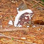 A squirrel with a mushroom. (Courtesy Photo | Bob Armstrong)