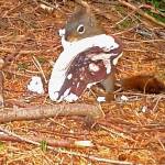 On the Trails: Fungi and wildlife