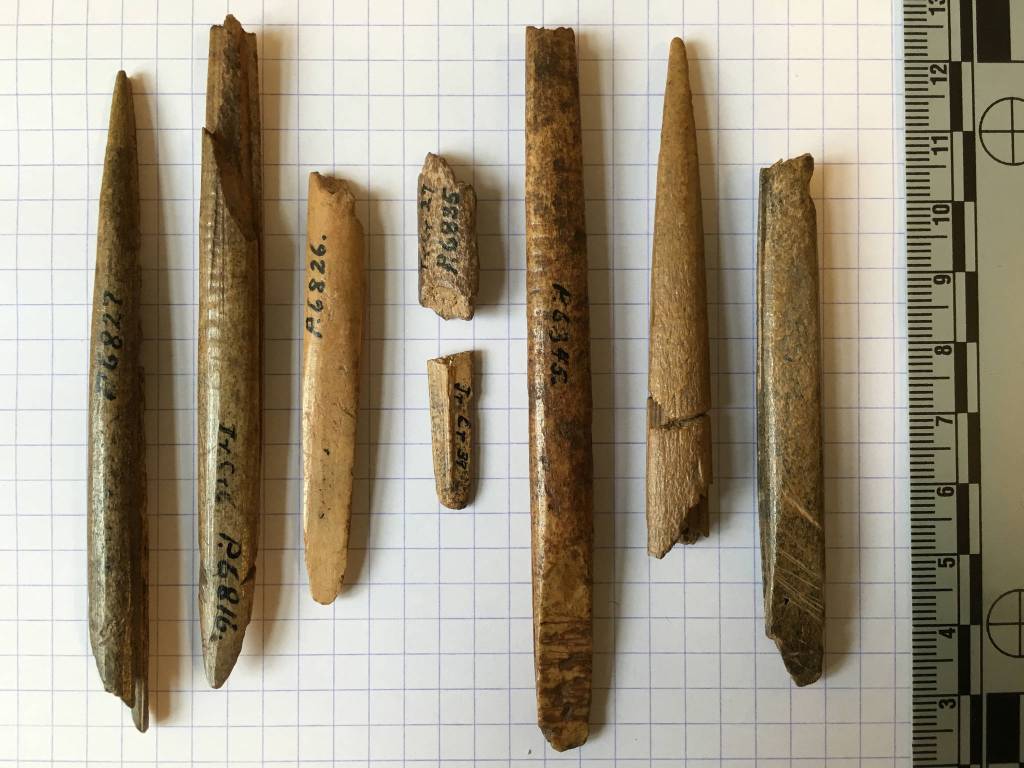 Artifact collections from Helge Larsens 1949-50 excavations housed at the Danish National Museum in Copenhagen. These antler weapon tips are the oldest artifacts from the site, dating to roughly 9,000 to 10,000 years ago and coincident with period of occupation that resulted in deposition of the tooth. (Courtesy Photo | Jeff Rasic/NPS)