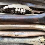 Animal bones from Helge Larsens 1949-50 excavations housed at the Danish National Zoological Museum in Copenhagen. Courtesy Photo | Jeff Rasic/NPS)