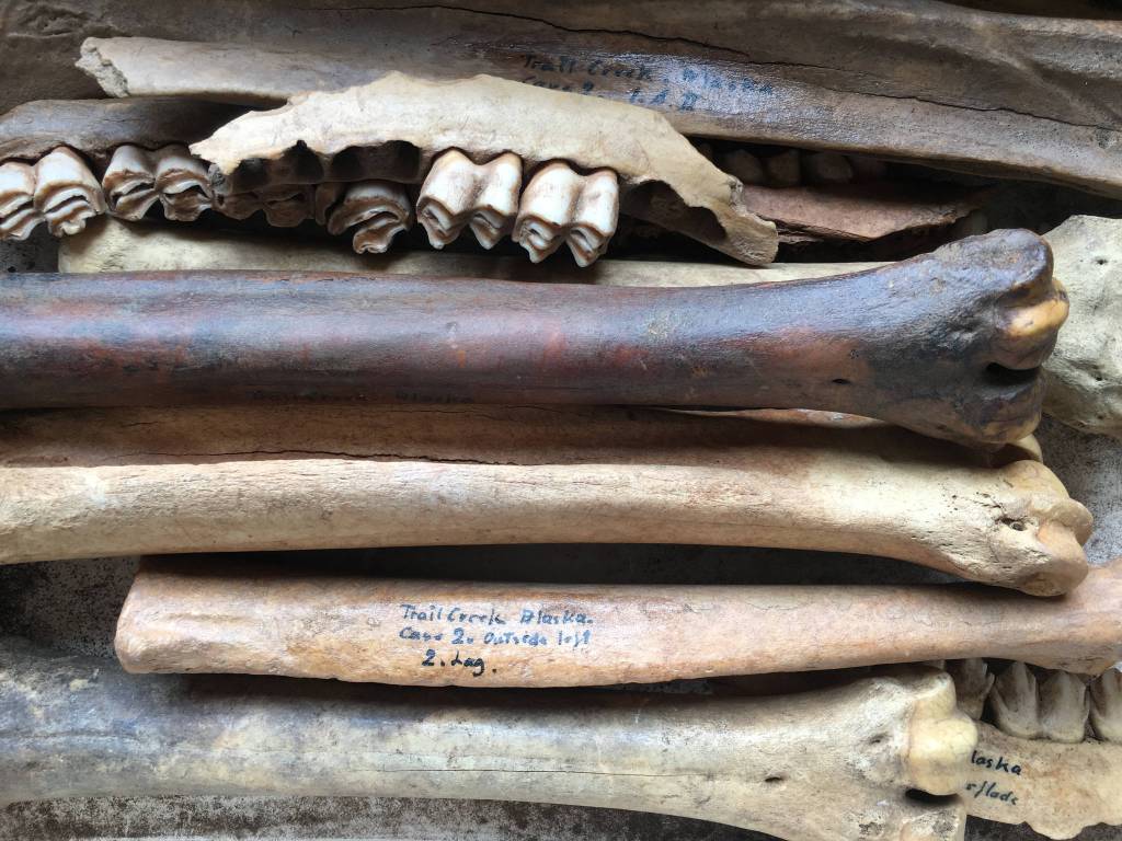 Animal bones from Helge Larsens 1949-50 excavations housed at the Danish National Zoological Museum in Copenhagen. Courtesy Photo | Jeff Rasic/NPS)